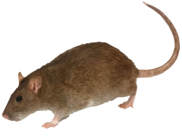 Brown Rat Photo and Pest Control Facts