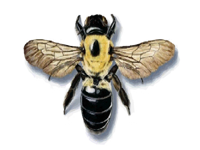 Carpenter Bee Photo and Pest Control Facts