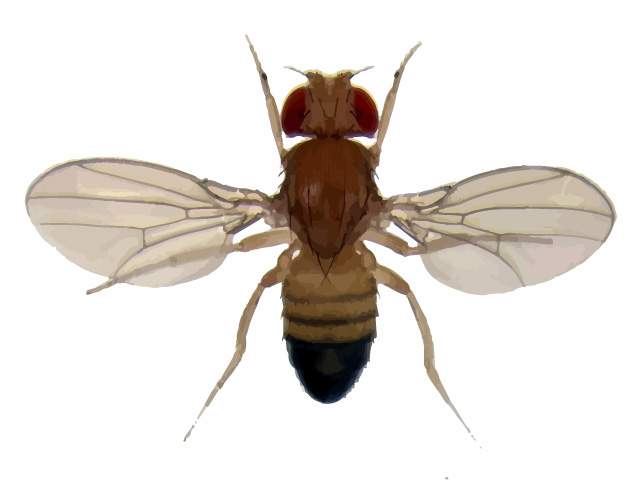 Fruit Fly Photo and Pest Control Facts