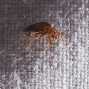 how do i know if i have bed bugs