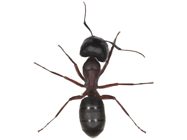 Odorous House Ant Pest Control Facts and Photo