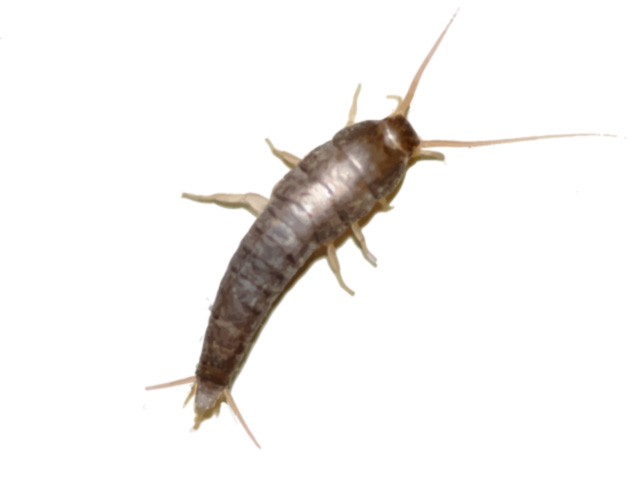 Silverfish Pest Control Facts and Images