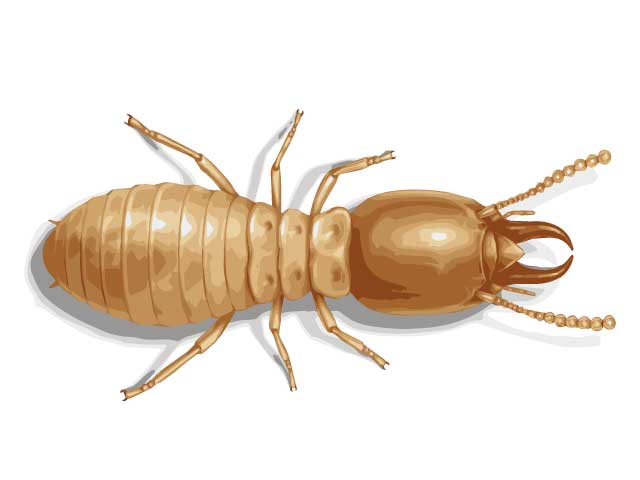Termite Pest Control Facts and Photos