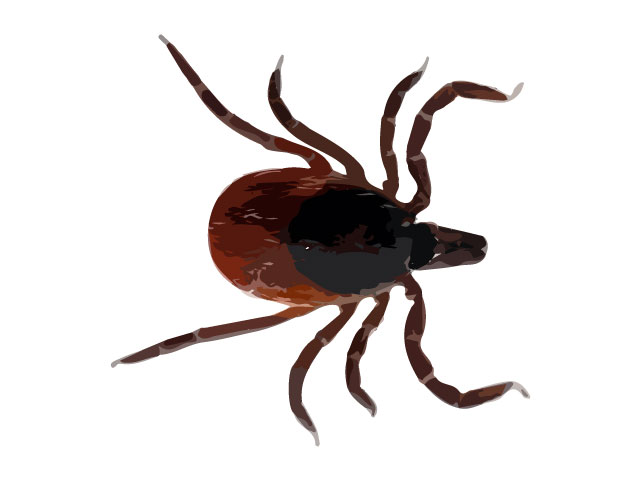 Tick Pest Control and Images