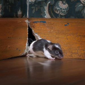 How to Keep Mice Away From Evansville Homes