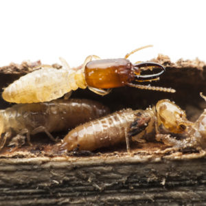 how tough is it to get rid of termites