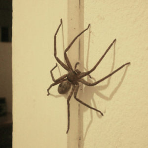 Common House-spider