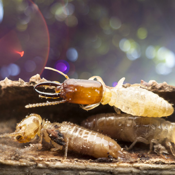 termite season
