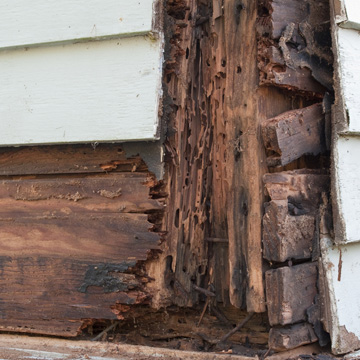 buying a home with termite damage