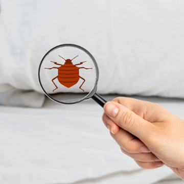 how  to tell if you have bed bugs