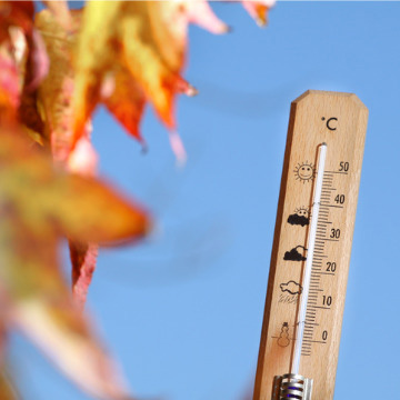 do termites go away in cold weather