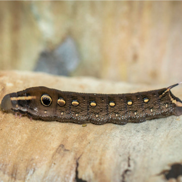 nashville pest control treats armyworms