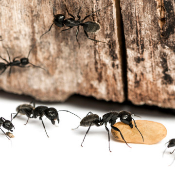 worst pest to invade nashville home