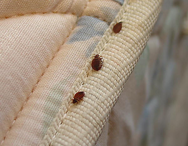 Bed Bug Infestations
