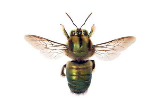 Carpenter Bees Nashville TN