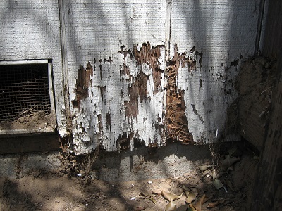 Termite Damage in Tennessee