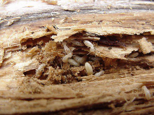 Termite Inspection & Treatment in Nashville, Mt Juliet, Franklin and Murfreesboro Tennessee