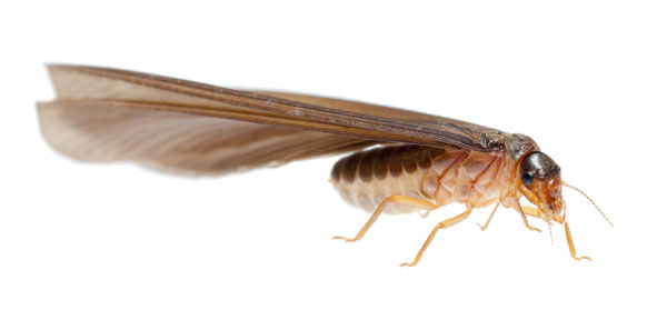 Winged Termites vs. Flying Ants